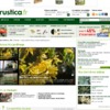 Rustica